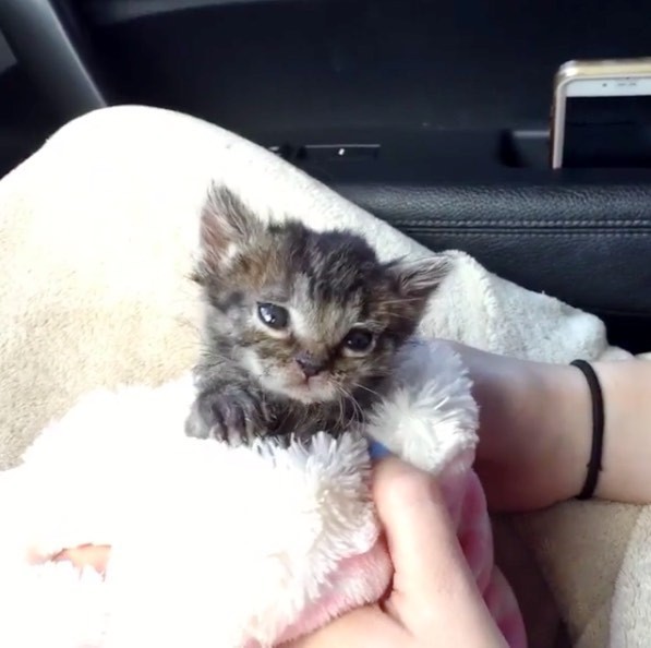 Tiny Kitten Orphaned at 1 Day Old Wouldn't Let Go of His New Mom