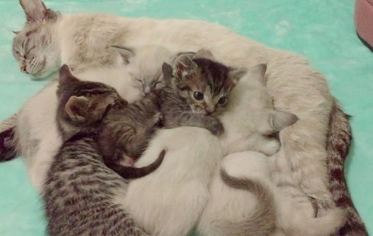 Tiny Kitten Orphaned at 1 Day Old Wouldn't Let Go of His New Mom