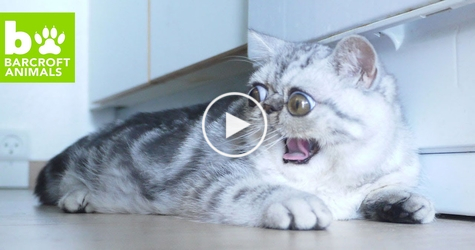 See The Cutest Exotic Cat That Always Looks Scared...