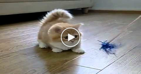 Watch This Cute Confused Kitten. So ADORABLE...