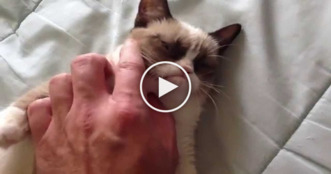 You Have To See The Cutest GRUMPY Cat In The World