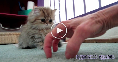Watch This Cute Persian Kitten Playing Hide And Seek With His Human