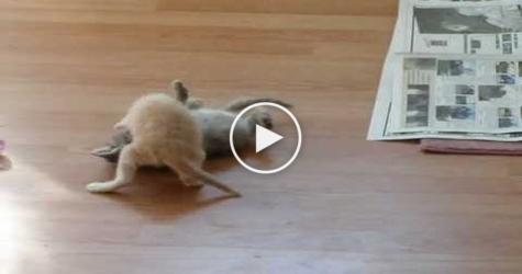 How To Stop a Kitten Fight ?