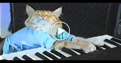 Have You Seen The Piano Mozart Cat ?