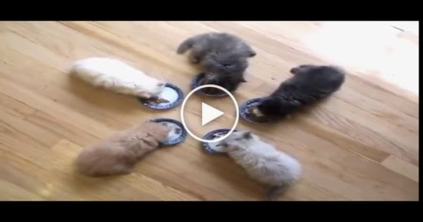 Watch These CUTE Kittens Enjoy LUNCH Time.. OMG.... Amazing