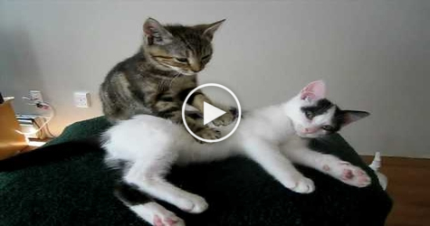 You MUST See This Kitten Massage Therapy. So AMAZING.