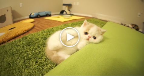 You Must See Kitten`s HILARIOUS Reactions When He Noticed The Camera... So UNIQUE...