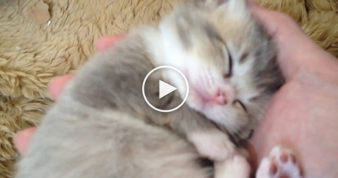 Adorable Kitty Sleeping In The Palm Of Its Human... So Cute... It Will Melt Your Heart..