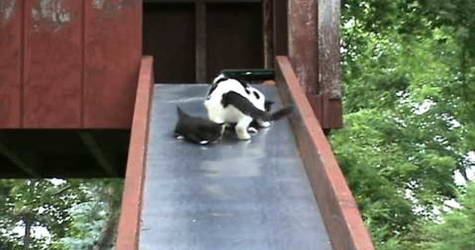 This Woman Noticed Cute Kittens On a Slide... What Happens Next Is Amazing...