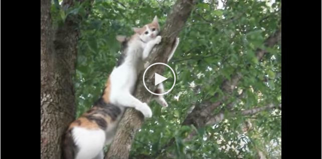 Mama Cat Noticed Her Kitty TRAPPED On Tree... What Happens Next Is Incredible....