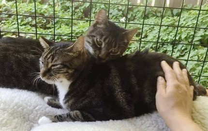2 Feral Cats Reunited and Wouldn't Let Go of Each Other, Here's Their Love Story