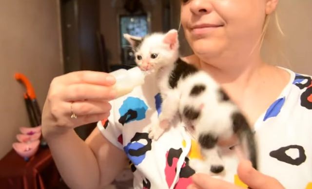 Moo Kitten Wants Her Bottle 'Meow'!