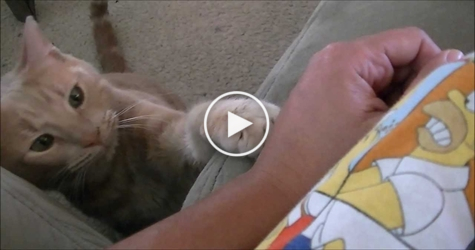 We Present You The Most POLITE Cat In The World. So AMAZING