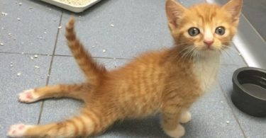 Paralyzed Kitten Walking for the First Time. Heart Melting Story...