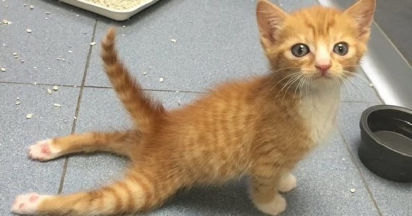 Paralyzed Kitten Walking for the First Time. Heart Melting Story...