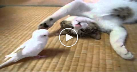 Cute Cat Loves to Play With White Parrot. So CUTE. You have To Watch It..