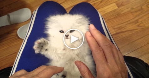 Cute Persian Kitty Really Loves Tickling Time. So CUTE.... Amazing