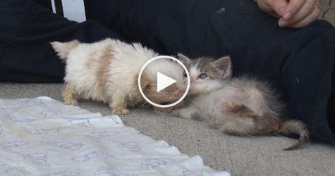 Sweetest Rescue Kitty And Puppy Are Best Buddies