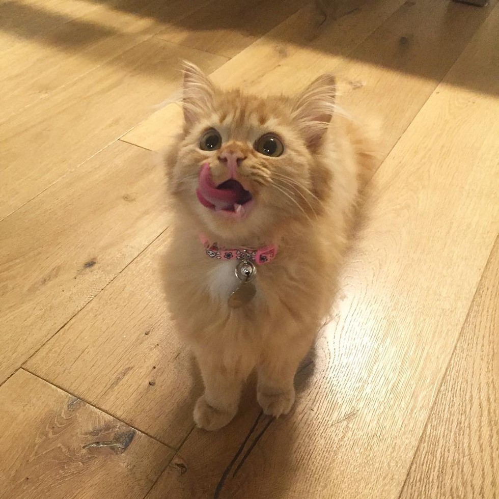 Cat Hasn't Stop Smiling Since She Found Her Forever Humans