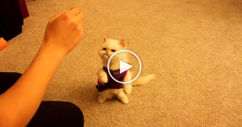 This Kitten LEARNS Some Basic Commands.... OMG, Cutest Thing Ever!!