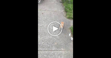 They Were Walking Along Their Neighborhood, When This Little Kitten Decided To Follow Them..