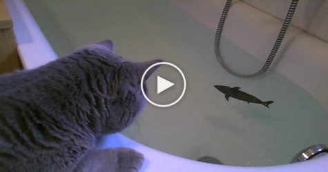 Brave Cute Cat Against SHARK (toy).. You Have To See This..
