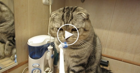 Have You Ever Seen a Cat Brushing Her Teeth ?