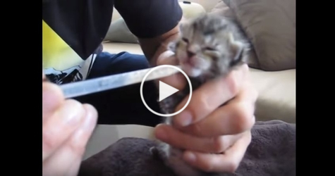 5 Day Old Tiny Kitten Found In Trash. Miraculous Rescue Story
