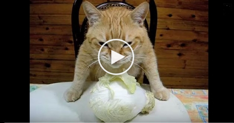 You Have to See This Awesome Cat Who Loves Eating a Cabbage