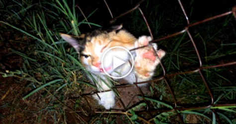These KIND-HEARTED People Rescued Poor Helpless Cat Stuck In Fence