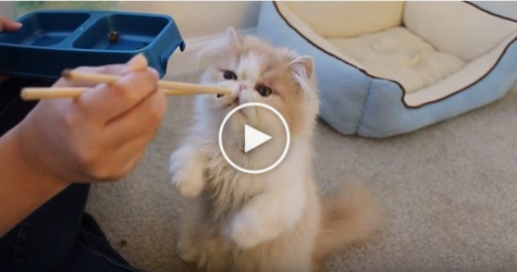 Feeding Sweet Kitty With Chopsticks. His Reaction is HILARIOUS.