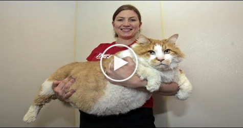 This is the fattest cat in the world. You have to see ...