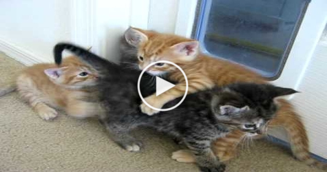 Playful Puppy Stops Kittens Fight. You Have To see What Happens Next