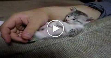 Cute Tiny Kitten Fall Asleep Cuddling His Human