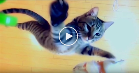This Amazing Cat Can Jump Incredibly High. You will be Shocked...