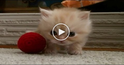 You Have To See This Adorable Kitty DANCING. Cutest Thing Ever..