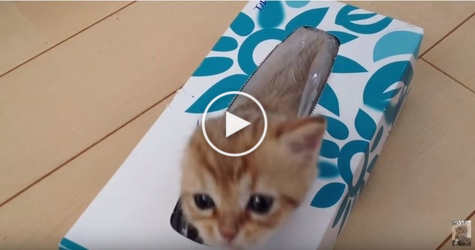 Lovely Kitty Discovers Box For The First Time... His Reaction Is PRICELESS..