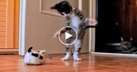 Kitty VS Robotic Dog Toy and Older Cat