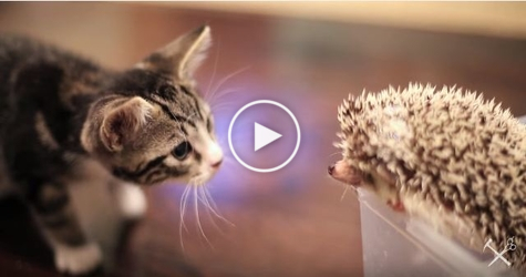 Adorable Kitten Meets a New Friend a Cute Hedgehog. Must Watch..
