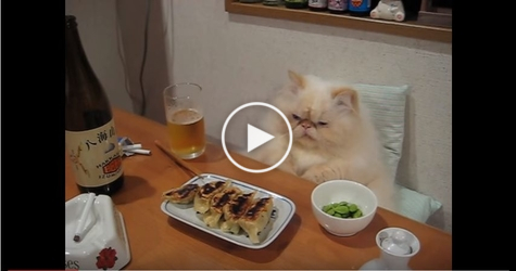 Fat Persian Cat Eating At The Table As a Real Human. UNBELIEVABLE.