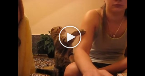 This Cute Kind Cat Asks Politely Human To Pet Her. You Must See This..