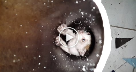 Kind People Rescued This Tiny Poor Kitten From PVC Pipe