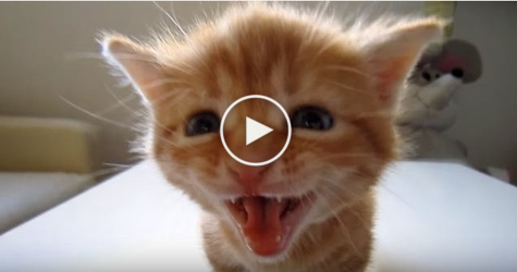 Sweet Kitten Meowing Loudly Was SCOLDED By His Mom... Watch His Reaction..