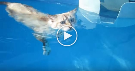 This Cat Is the New Michael Phelps