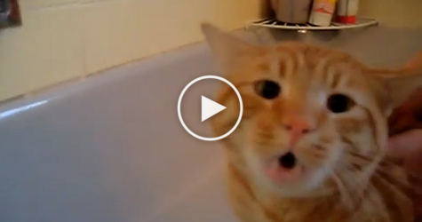 Very Scared Cat FREAKS OUT And Saying NO to Bath. Must Watch