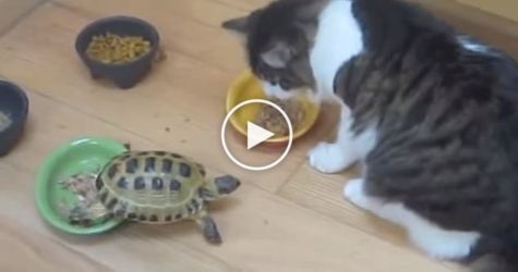 Little Turtle Confidently Attacks Helpless Cute Kitten. HILARIOUS !