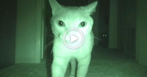 Everyone Was Sleeping At Night, When These Cats Did Something STRANGE.
