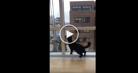 Curious Cat Makes Friends With Window Washer. Amazing Video...