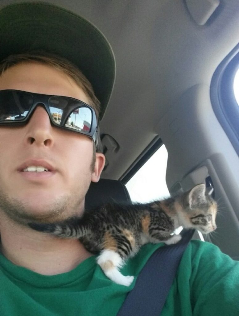 Homeless Kitten Fell Asleep in Her Rescuer’s Truck, He Didn’t Have the Heart to Wake Her