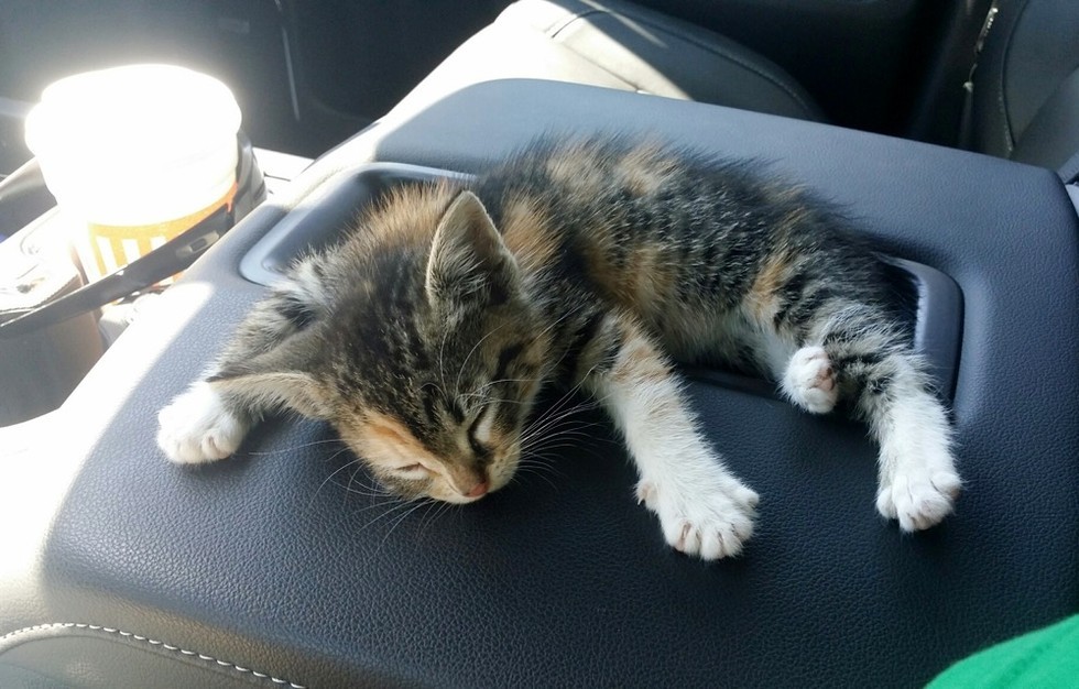 Homeless Kitten Fell Asleep in Her Rescuer’s Truck, He Didn’t Have the Heart to Wake Her